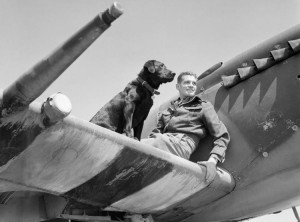 Johnnie Johnson on the the wing of his Spitfire Mk.IX with his Labrador retriever.